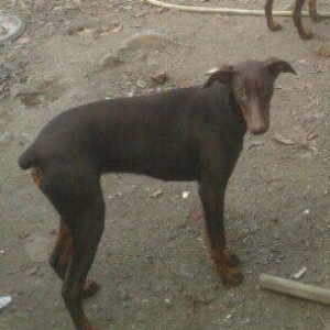 6 aylıq doberman balasi satilir ve ya notebookla barter olunur. Hemen