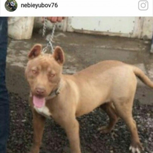 salam 2ayliq disi tam saglam temiz rednous pitbull
