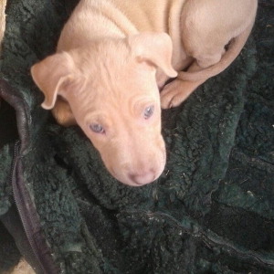 salam 2ayliq disi tam saglam temiz rednous pitbulldu tel barter etmeyd