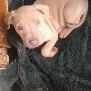 salam 2ayliq disi tam saglam temiz rednous pitbulldu tel barter etmeyd