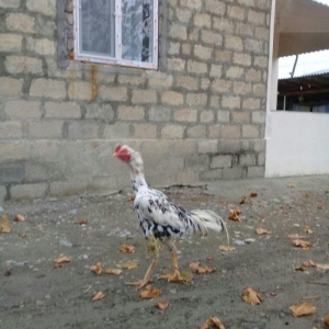 Rokk satram heyvana soz ola bilmez ciddi alici narahat etsin