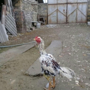 Rokk satram heyvana soz ola bilmez ciddi alici narahat etsin