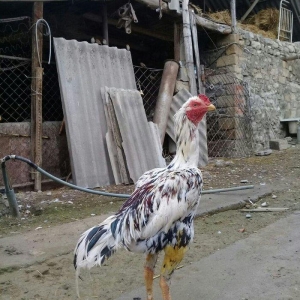 Rokk satram heyvana soz ola bilmez ciddi alici narahat etsin