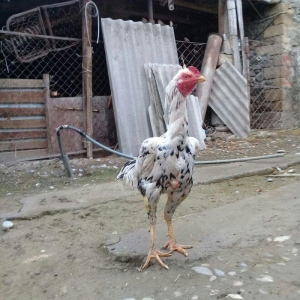 Rokk satram heyvana soz ola bilmez ciddi alici narahat etsin