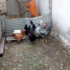 8 ayliq toyuq xoruzlardi, toyuqlar 8 manat, xoruz 10 manat, 12 manat