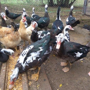 Təmizlənmiş 6 aylıq lal ördəklər: 1 kg - 8manata. Sifarişlər qəbul