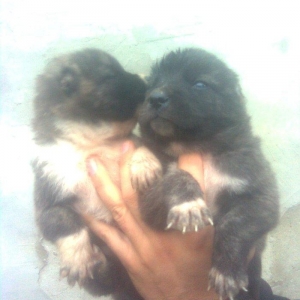 26 günlükdür. Saglam təmız küçükdü. 28zi xudat rayonundan gətırmişəm.