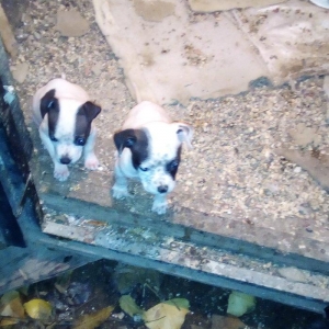 Pidbull balalaridi temiz isdeyem zeng ede bilet ya vpda yaza biler