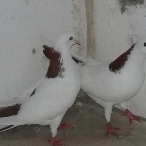 Satılır cütdülər maya 17 erkət 16 tükdü yu