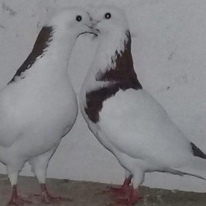 Satılır cütdülər maya 17 erkət 16 tükdü yumurta üstündədilər Riyal alc