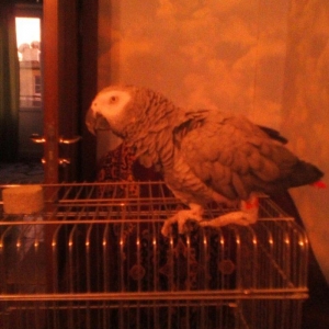 попугай породы жако. ищу для спаривания самку жако. у меня самец