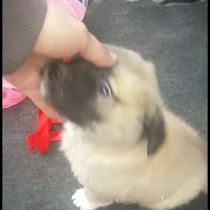 satlir cinsi kan kal barter yoxdu erkeydi 35 gunli