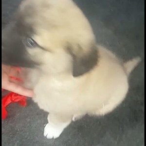 satlir cinsi kan kal barter yoxdu erkeydi 35 gunliydi fikri ciddi olan