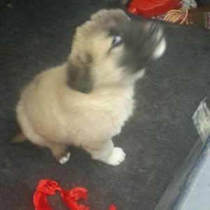 satlir cinsi kan kal barter yoxdu erkeydi 35 gunliydi fikri ciddi olan