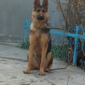 Dişi Nemeski afcarka satılır təcili iynələri vurulub qurd dərmanı veri