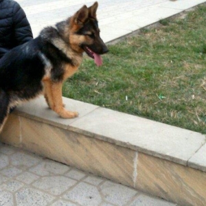 Dişi Nemeski afcarka satılır təcili iynələri vurulub qurd dərmanı veri