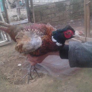 oz qujlarimdi axlamdilar ordekler  180 m qirqovul 45 m real aliciliya