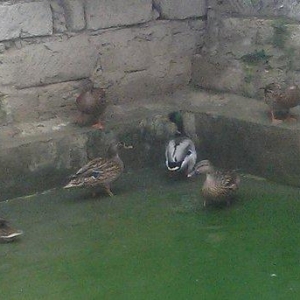 oz qujlarimdi axlamdilar ordekler  180 m qirqovul 45 m real aliciliya