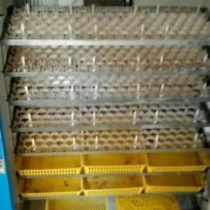 1008 eded yumurta tutan inkubator satiram.iranda ozume sifarìwle yiqdi