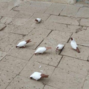 Qara baw,qirmizi baw manaxlar satilir. Erkey maya. Balada var. Ciddi w