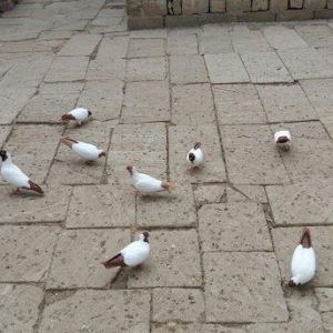 Qara baw,qirmizi baw manaxlar satilir. Erkey maya. Balada var. Ciddi w