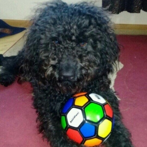 ev  itidi  hersey  yeyir  pasporuda  var  parodasl