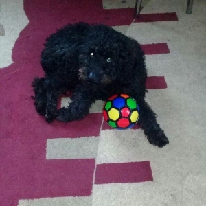 ev  itidi  hersey  yeyir  pasporuda  var  parodasl  pudil  1 yasl deka