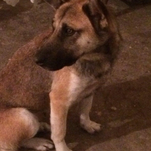 Самка, 2 года. Смесь с авчарк