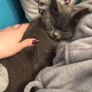 Britanskaya devochka