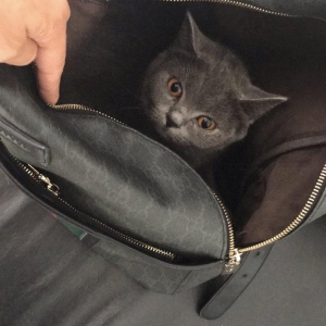 Britanskaya devochka