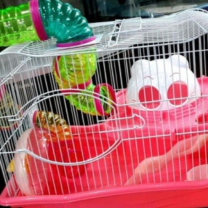 Cunqariklercun teze ve iri icinin her bir aksesuar