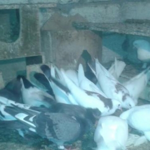 Quw goyercin  super icinde saatlig ucan quwlarim var tutmalar satilir