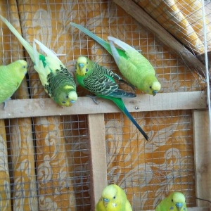 Valnisti super hazir erkeylerin satiwi az saydadi tergitme super qushl