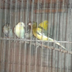 Super bul-bul leri satiram barterde edirem papuqayla 
ata lari 9-10 ka