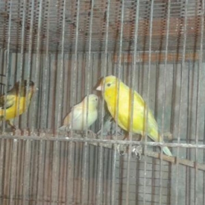 Super bul-bul leri satiram barterde edirem papuqayla 
ata lari 9-10 ka