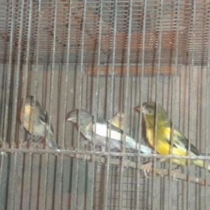 Super bul-bul leri satiram barterde edirem papuqayla 
ata lari 9-10 ka