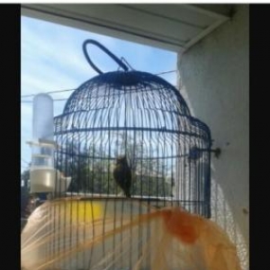 Super bul-bul leri satiram barterde edirem papuqayla 
ata lari 9-10 ka