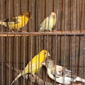 Super bul-buller satiram atalari mende cox gozel oxuyur hardasa 12 kal