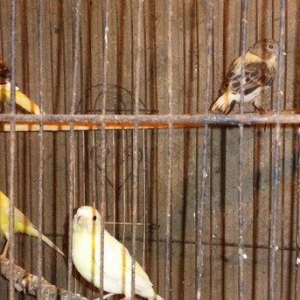 Super bul-buller satiram atalari mende cox gozel oxuyur hardasa 12 kal