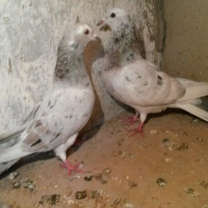 ebreşdər cutdulər erkek 16 tuk cutu 25 azn barter ag quyruqla