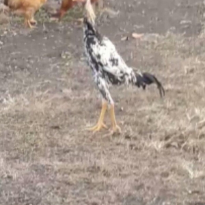 colpam 6 ayliq di madras boyuda 54 sm cidi fikri olanlar bu nomreye ze