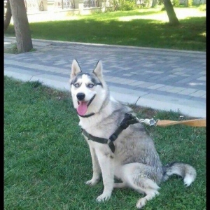 hasqi balalari 3 hefteden sora satiwda olacaq Inwallah.wekildeki hasqi