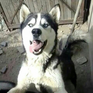 hasqi balalari 3 hefteden sora satiwda olacaq Inwallah.wekildeki hasqi