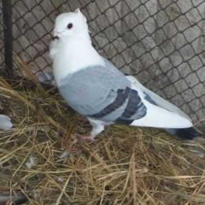 Salam herkese hunkariler satilir 2 erkey 1 maya 120 azn gondermek daxi