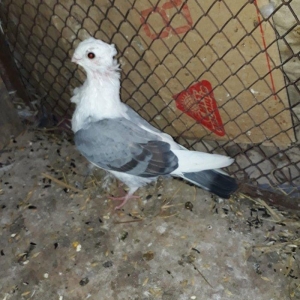 Salam herkese hunkariler satilir 2 erkey 1 maya 120 azn gondermek daxi