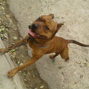 cox temuz qandi  nesli temizdi pidbuldu 1yas 2 ayi olmayib hele disi b