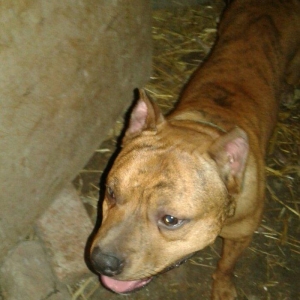 cox temuz qandi  nesli temizdi pidbuldu 1yas 2 ayi olmayib hele disi b