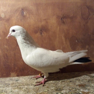 7 saat + ucuw . kohne baki quwdarinnandi . 14 tuk orta 4 tuk piyorka