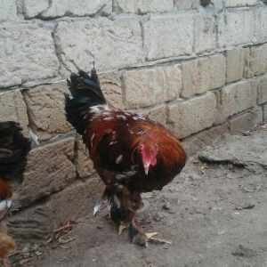 2 dene 6 ayllq brama xoruzu. Fereylede barter ederem qiymetde razllaşm