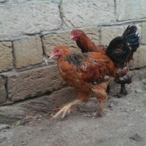 2 dene 6 ayllq brama xoruzu. Fereylede barter ederem qiymetde razllaşm